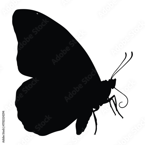 Black silhouette of a butterfly on a white background Keywords: butterfly, insect, silhouette