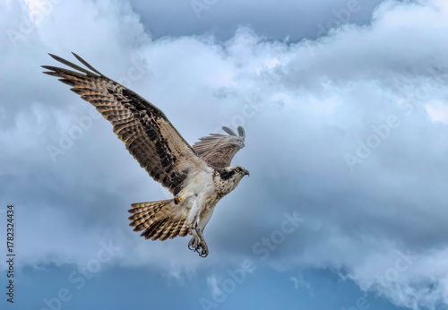 Osprey flying isolated against a dark cloudy sky