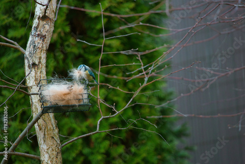 Fotografie a bird collecting nesting material