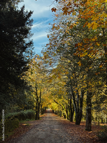 Autumn forest with mossy stone wall and fallen leaves at Villa Piercy, Sardinia