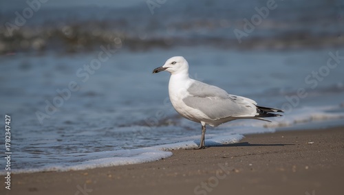 Fototapeta Naklejka Na Ścianę i Meble -  Silver gull resting by the shore with waves and sea in background