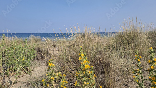 La grande plage de sable entre Sète et Marseillan dans le département de l'Hérault en France
