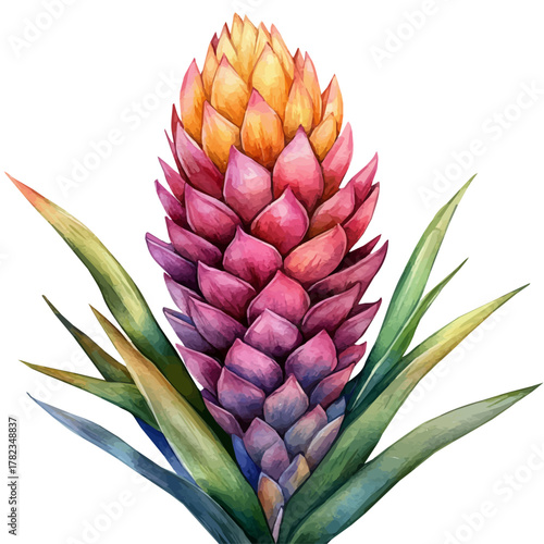 watercolor vector of Pachystachys Flower, isolated on a white background.