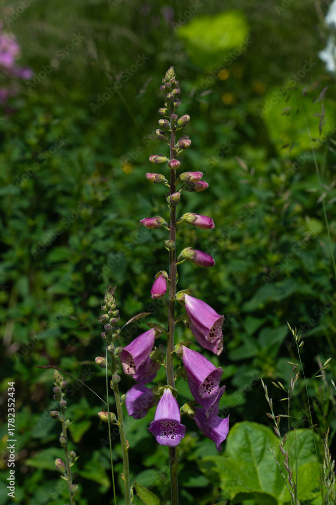 Obraz premium Purple foxglove (Digitalis purpurea) blooms on a sunny meadow. Bright purple bell-shaped flowers grow on tall stems, surrounded by green grass. Close-up, summer day, soft natural lighting.