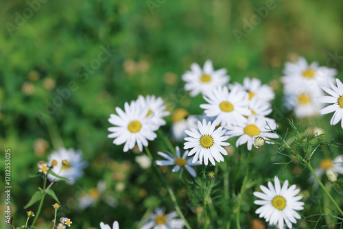 Daisies Chamomile Flower Plant with White Flowers