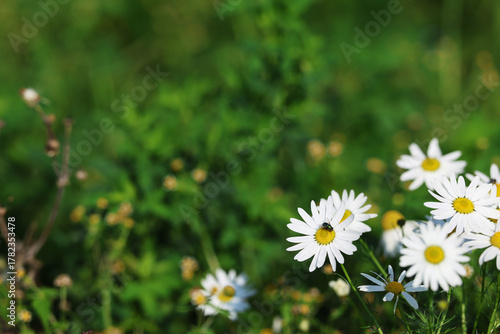 Daisies Chamomile Flower Plant with White Flowers