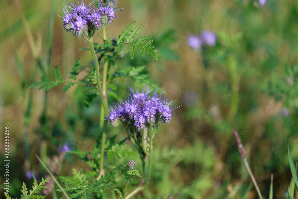 Fototapeta premium Phacelia a bee-friendly plant in a summer meadow