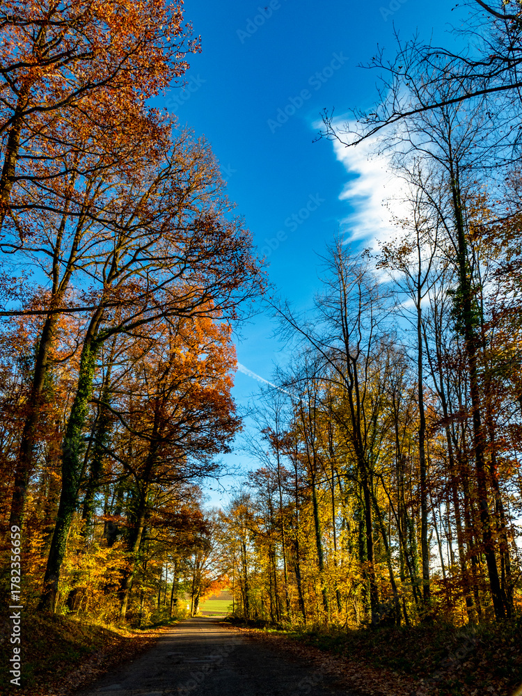 Fototapeta premium Herbstwald im November