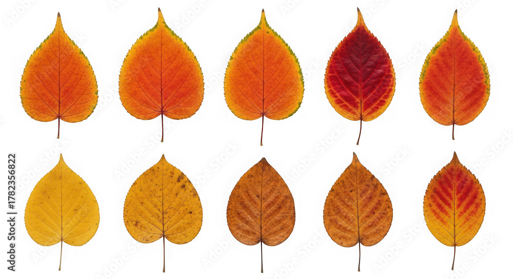 Fototapeta premium Colorful autumn leaves displaying nature's seasonal transformation