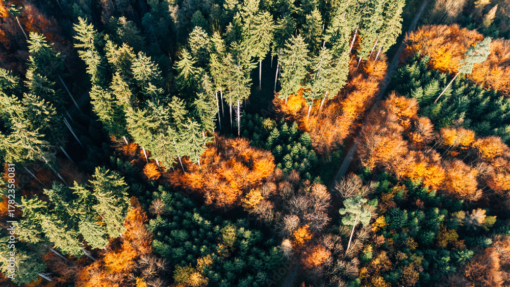 Fototapeta premium Aerial dense autumn forest colorful mixed foliage top down view