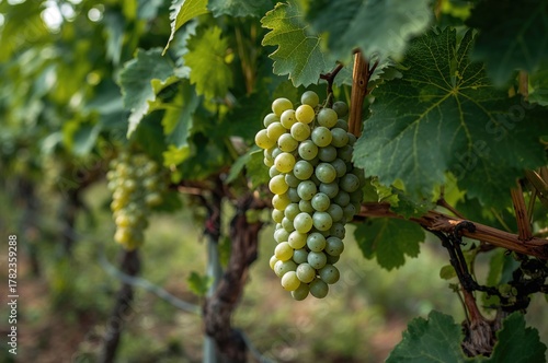 Green grape bunches for whi...