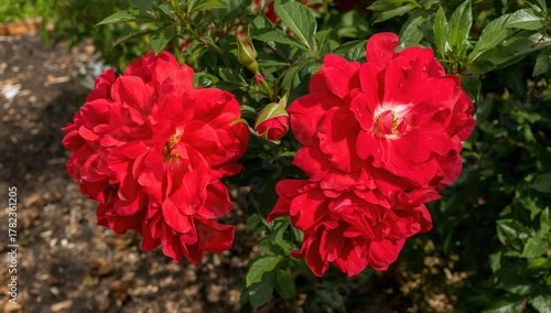 Rosa 'Nina Weibull' Features Vibrant Red Floribunda Blooms