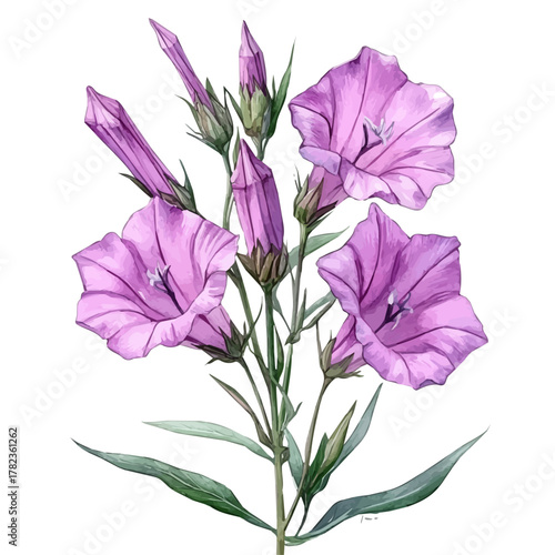 Nicotiana Alata Flower, watercolor vector, isolated on a white background.