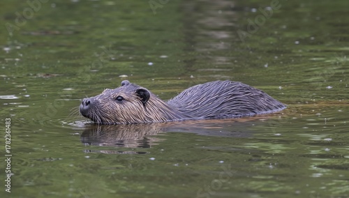 Nutria, semi-aquatic rodent...