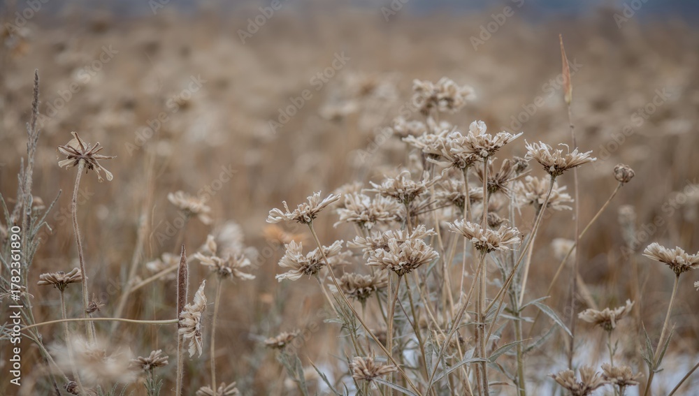 Fototapeta premium Dry meadow flowers in a winter field, showcasing seasonal change