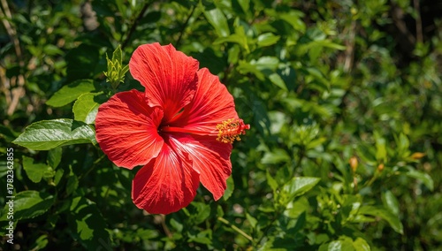 Bright red bloom of Hibiscu...