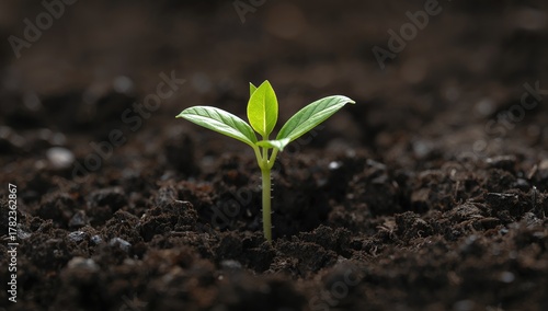 Realistic seedling emerging...