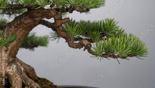 Bonsai tree with a twisted ...
