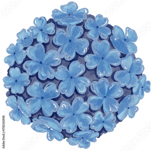Hydrangea 