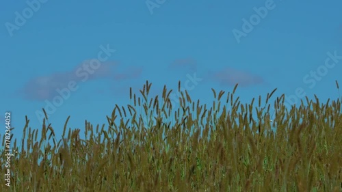 Yellow and bluish foxtail grass (Setaria pumila) , blending with the blue sky and soft clouds on the horizon. The scene is slightly out of focus, giving it a dreamy, almost cartoon-like appearance.