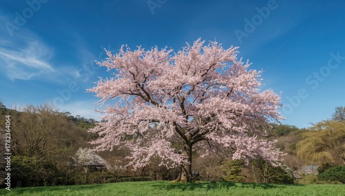 Somei Yoshino cherry tree i...