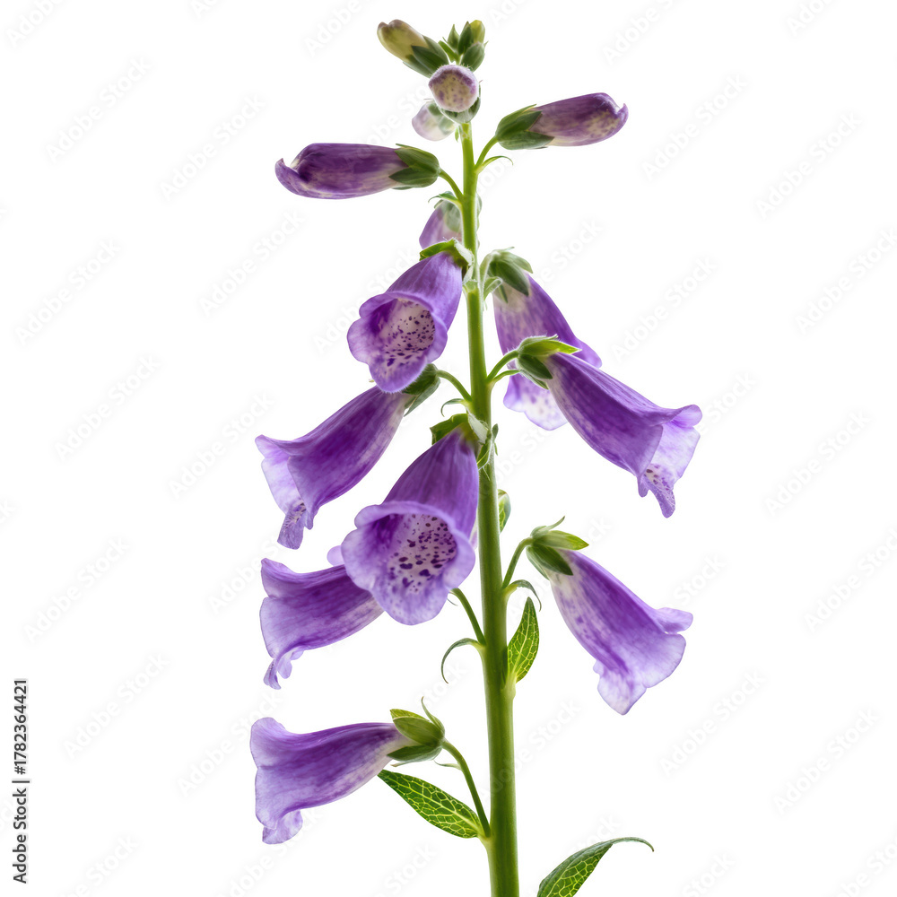 Fototapeta premium Elegant purple foxglove flower stalk. beautiful bellshaped digitalis plant for botany on transparency background