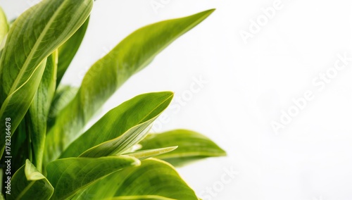 Wallpaper Mural Green leaves from a garden plant on a white backdrop, suitable for editorial header background Torontodigital.ca