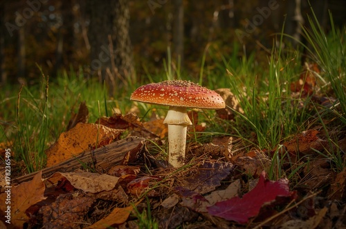 Fungus during the fall season