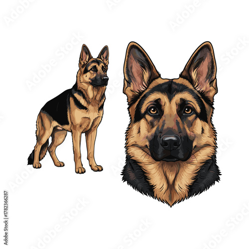 German Shepherd Dog Fullbody and Head Illustration