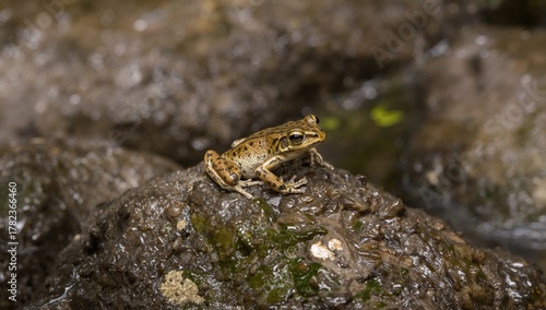 Mountain frogs resting on r...