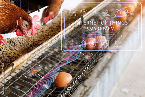 From manual feeding by a farmer's hand to AI and data monitoring via a smart farm interface. This conceptual image shows the evolution of modern poultry farming and agri-tech.