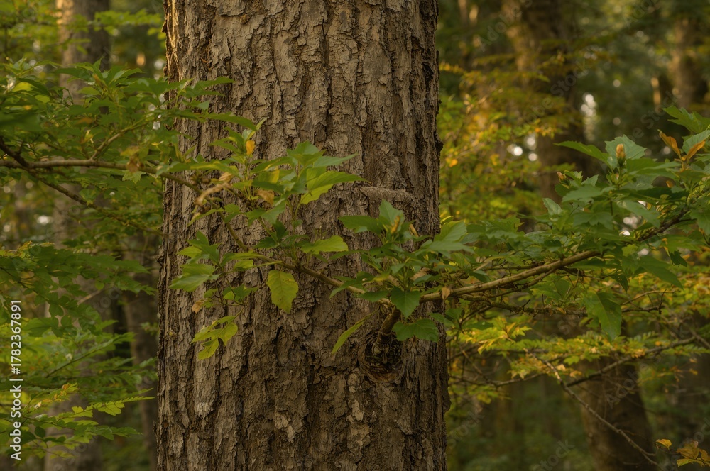 Obraz premium Leaves and Bark Texture