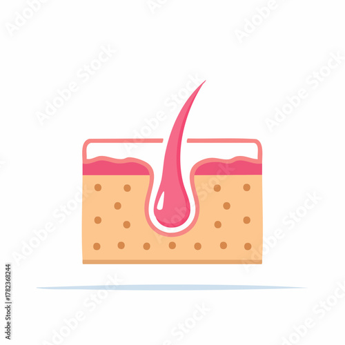 Human skin cross section showing hair follicle and growing root, dermatology and beauty concept vector illustration
