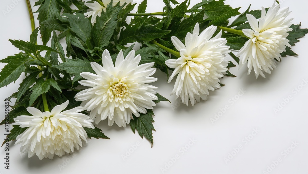 Obraz premium White chrysanthemum flowers and green leaves on a white backdrop, suitable for floral arrangement backgrounds
