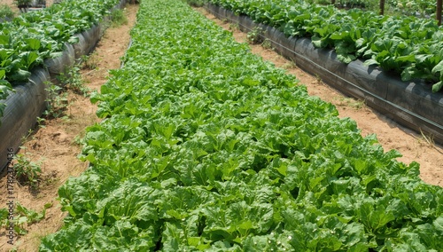 Rural greenhouse filled wit...