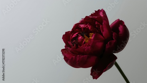 Isolated dark red peony flo...