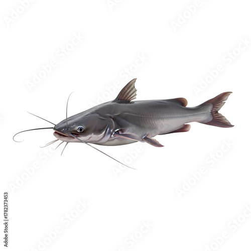 A channel catfish isolated on transparent background, displaying its smooth, scaleless skin, whiskerlike barbels, and streamlined body adapted for life in freshwater habitats