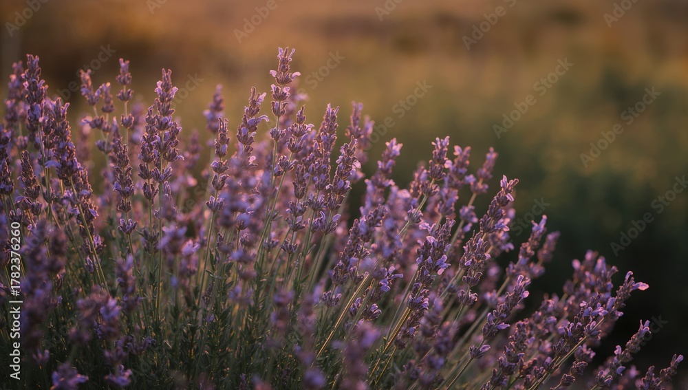 Fototapeta premium Lavender Flowers Up Close During Sunset, Seasonal Change