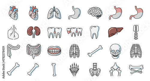 Vibrant Collection of Internal Organ, Tooth, and Bone Icons: A Comprehensive Set of Line Art Graphics for Web, Books, and Apps, Featuring Editable Strokes and Versatile Design for Medical and