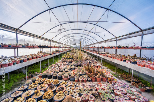 Gewächshaus mit Kakteen und Sukkulenten