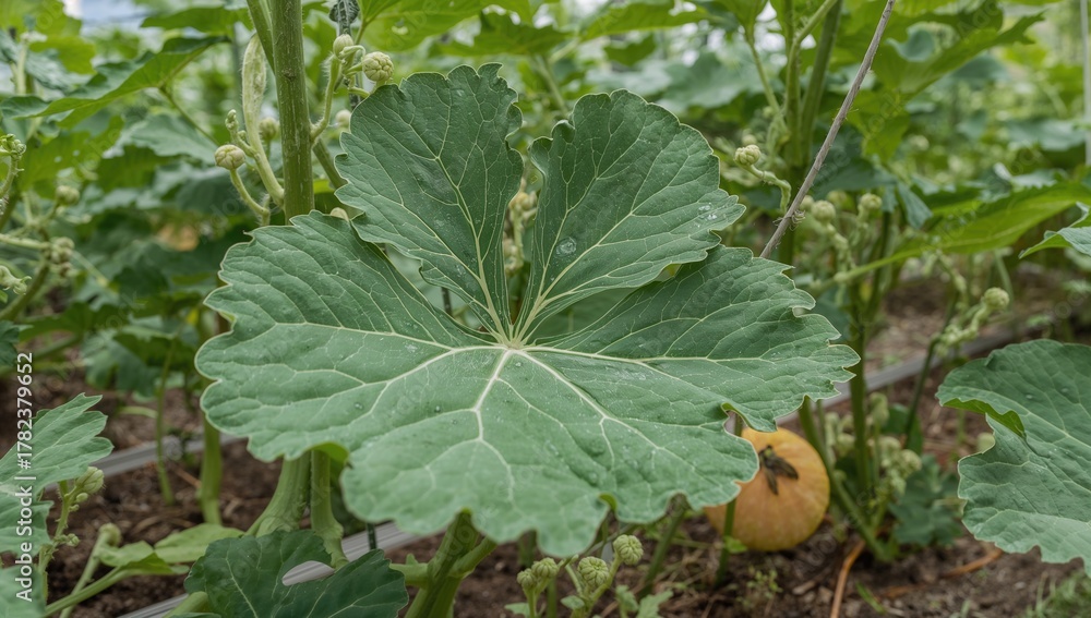 Fototapeta premium Melon plant thriving in an organic garden, fiber-dense choice