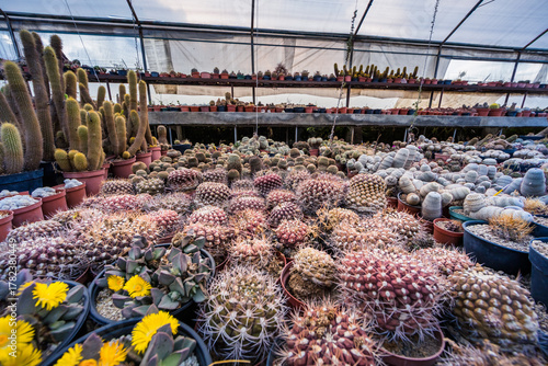 Gewächshaus mit Kakteen und Sukkulenten