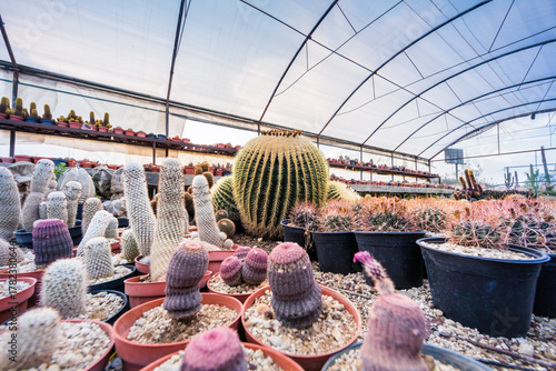 Gewächshaus mit Kakteen und Sukkulenten