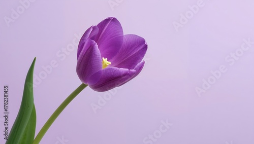 Bright violet tulip flower ...