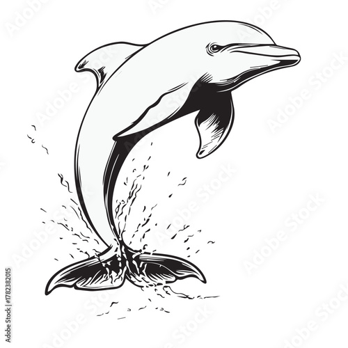vector illustration of a dophin