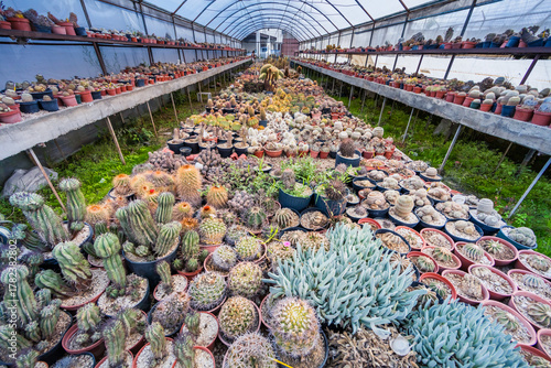 Gewächshaus mit Kakteen und Sukkulenten