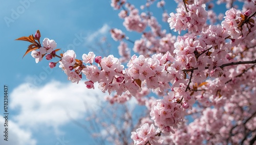 Sakura flowers blooming in ...