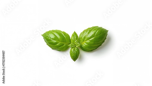 Fresh basil leaves on a whi...
