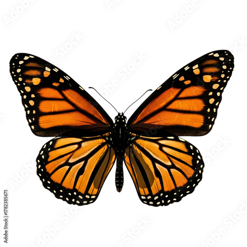Monarch butterfly isolated on transparent background, showcasing its vibrant orange and black wings, a symbol of transformation and beauty in the natural world