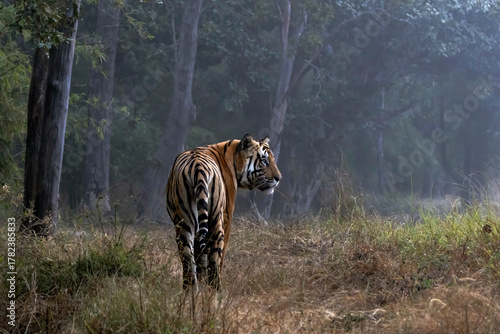 Photography tiger in the wild